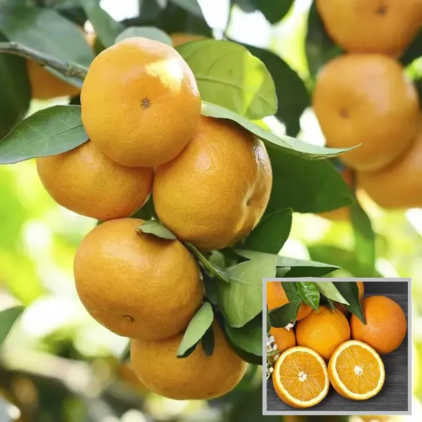 Bhutani_Chataki_Orange_Santra_Grafted_Fruit_Plant