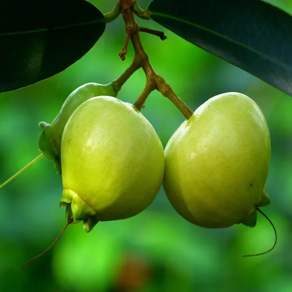 Rose_Apple_Gulab_Jamun_Layering_Grafted_Fruit_Plant
