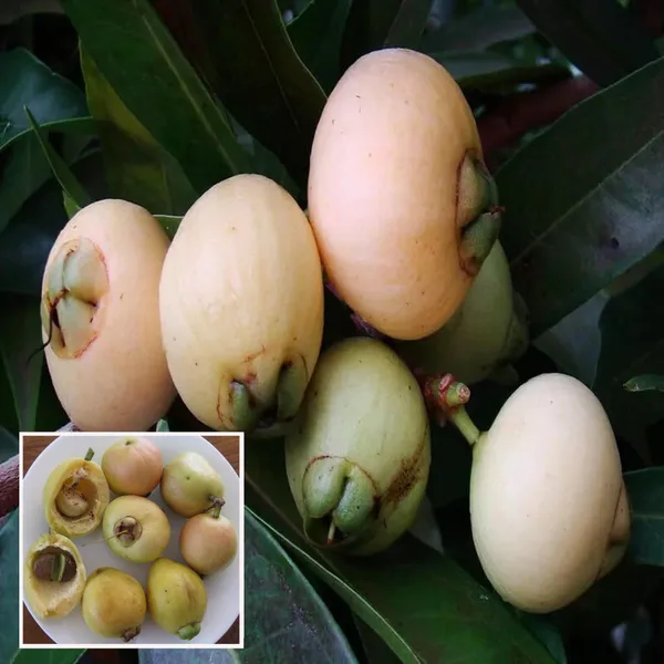Rose_Apple_Gulab_Jamun_Layering_Grafted_Fruit_Plant