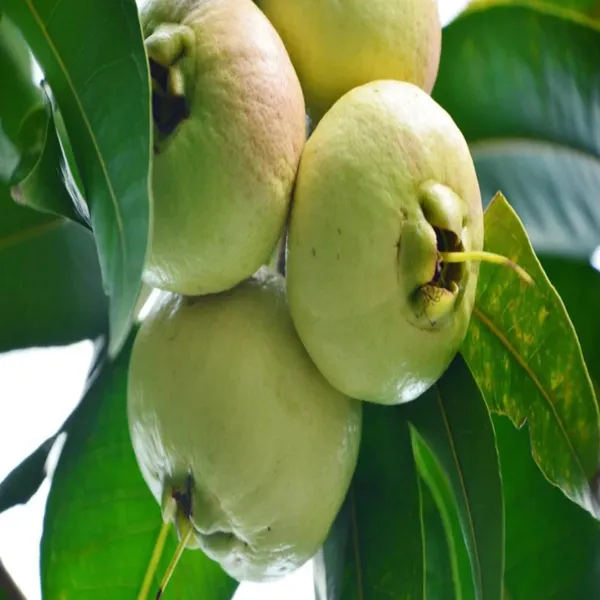Rose_Apple_Gulab_Jamun_Layering_Grafted_Fruit_Plant