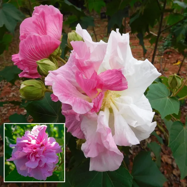 Double_Petal_Cotton_Rose_Land_Lotus_Sthal_Poddo_Hibiscus_Mutabilis_Changeable_Colour_Flower_Plant