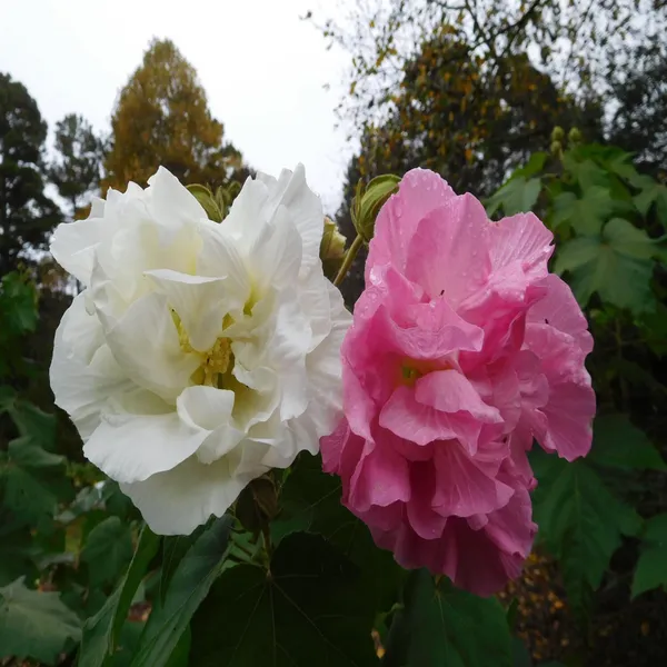 Double_Petal_Cotton_Rose_Land_Lotus_Sthal_Poddo_Hibiscus_Mutabilis_Changeable_Colour_Flower_Plant