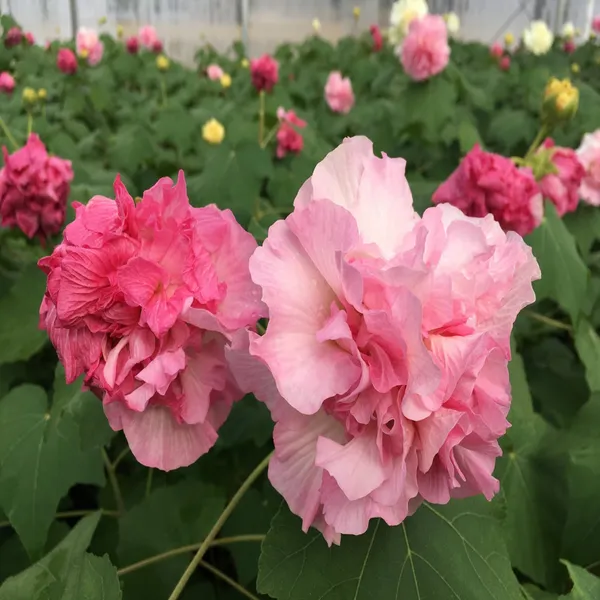 Double_Petal_Cotton_Rose_Land_Lotus_Sthal_Poddo_Hibiscus_Mutabilis_Changeable_Colour_Flower_Plant
