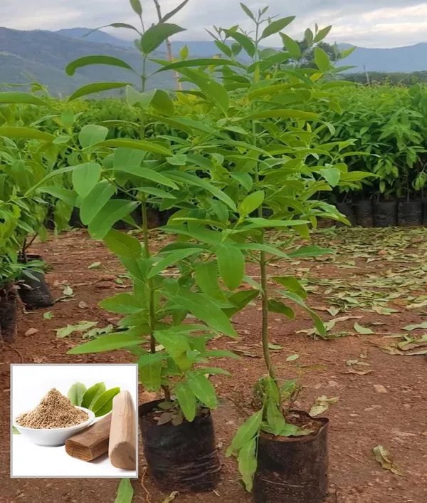 White_Sandalwood_Chandan_Avenue_Plant