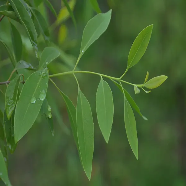 White_Sandalwood_Chandan_Avenue_Plant