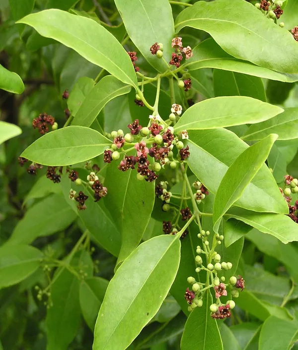 White_Sandalwood_Chandan_Avenue_Plant