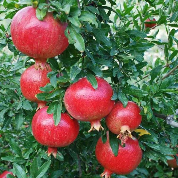 Super_Bhagwa_Pomegranate_Anar_Layering_Grafted_Fruit_Plant