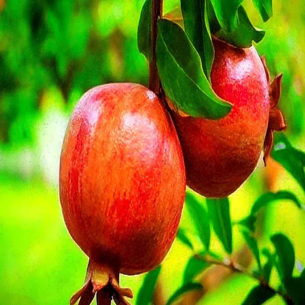 Super_Bhagwa_Pomegranate_Anar_Layering_Grafted_Fruit_Plant