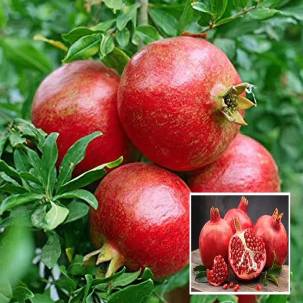 Super_Bhagwa_Pomegranate_Anar_Layering_Grafted_Fruit_Plant