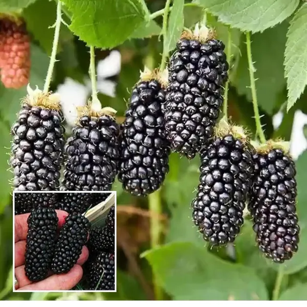 Blackberry_Climbing_Fruit_Plant