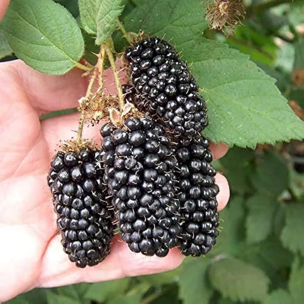 Blackberry_Climbing_Fruit_Plant