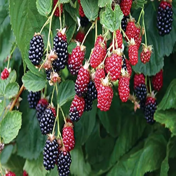 Blackberry_Climbing_Fruit_Plant