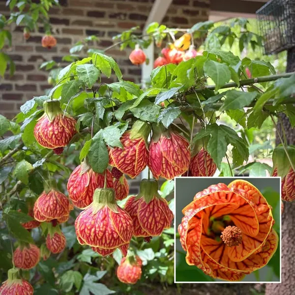 Lantern_Lanthana_Hibiscus_Joba_Gudhal_Flower_Plant