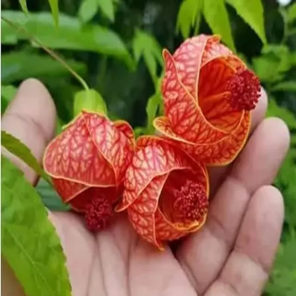 Lantern_Lanthana_Hibiscus_Joba_Gudhal_Flower_Plant