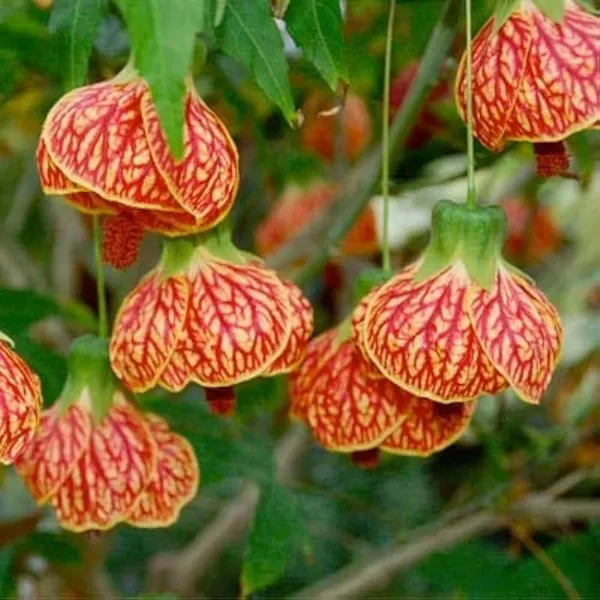 Lantern_Lanthana_Hibiscus_Joba_Gudhal_Flower_Plant