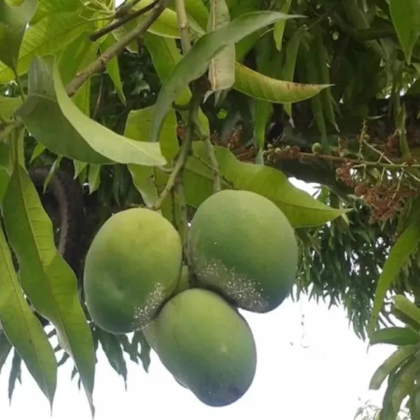 Malgova_Malgova_Mango_Aam_Grafted_Fruit_Plant