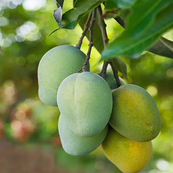 Malgova_Malgova_Mango_Aam_Grafted_Fruit_Plant