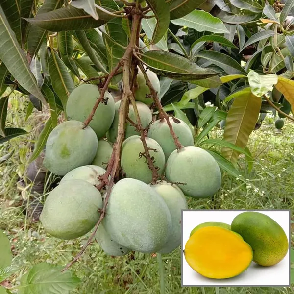 Malgova_Malgova_Mango_Aam_Grafted_Fruit_Plant
