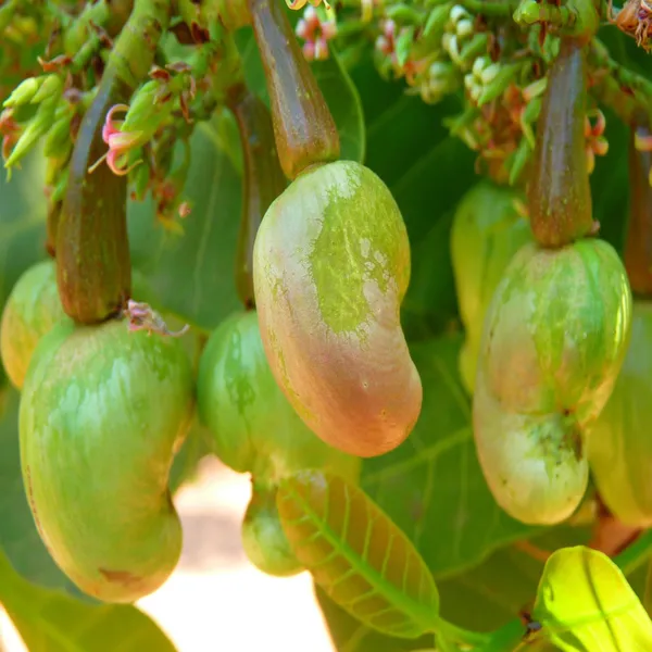 Jhargram_1_Kaju_Cashew_Nut_Anacardium_Fruit_Plant