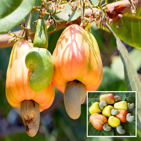 Jhargram_1_Kaju_Cashew_Nut_Anacardium_Fruit_Plant