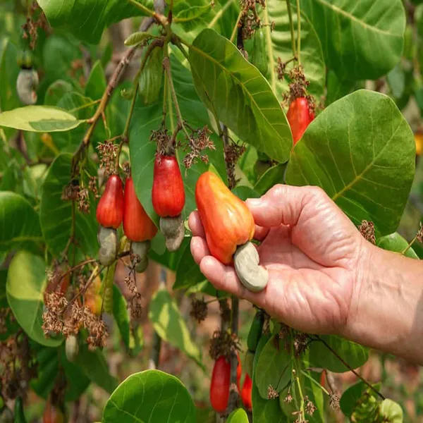 Jhargram_1_Kaju_Cashew_Nut_Anacardium_Fruit_Plant