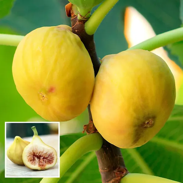 Yellow_Fig_Anjeer_Layering_Grafted_Fruit_Plant