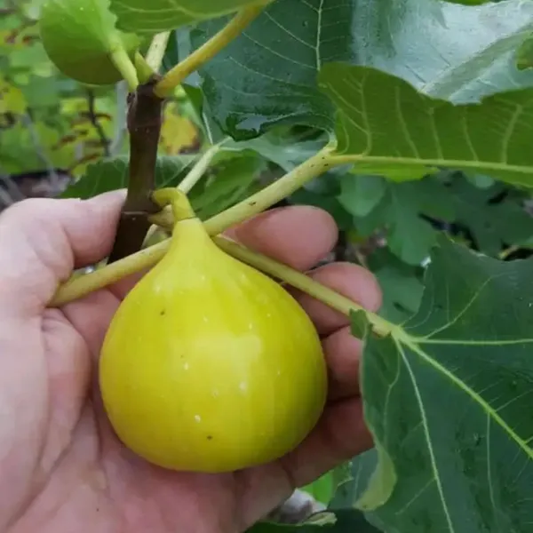 Yellow_Fig_Anjeer_Layering_Grafted_Fruit_Plant
