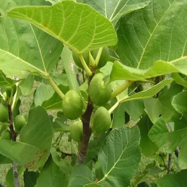 Big_Leaf_Fig_Anjeer_Layering_Grafted_Fruit_Plant