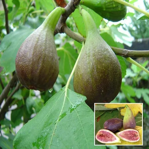 Big_Leaf_Fig_Anjeer_Layering_Grafted_Fruit_Plant