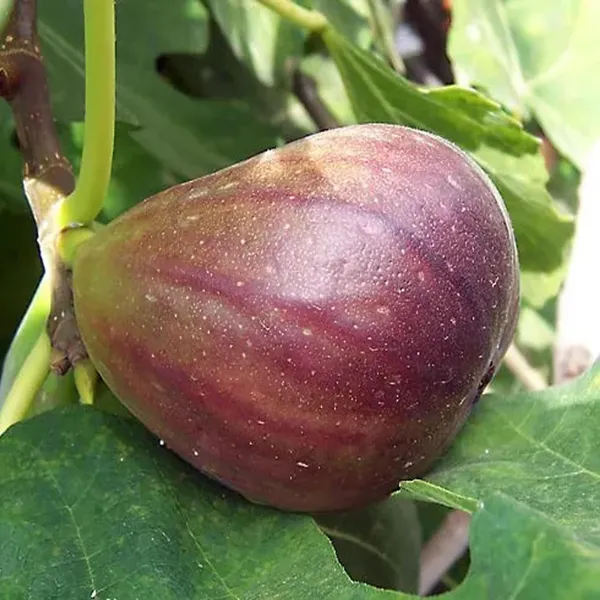 Big_Leaf_Fig_Anjeer_Layering_Grafted_Fruit_Plant