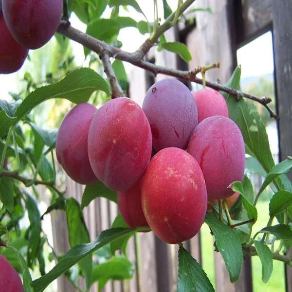 Red_Plum_Aloo_Bukhara_Layering_Grafted_Fruit_Plant