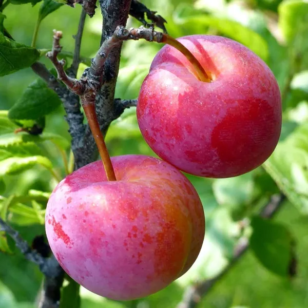 Red_Plum_Aloo_Bukhara_Layering_Grafted_Fruit_Plant