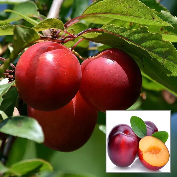 Red_Plum_Aloo_Bukhara_Layering_Grafted_Fruit_Plant