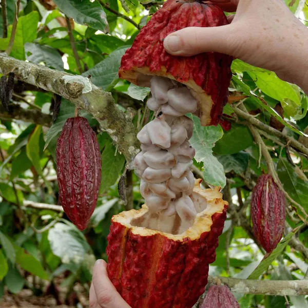 Cocoa_Chocolate_Fruit_Plant