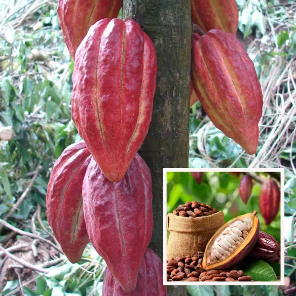Cocoa_Chocolate_Fruit_Plant