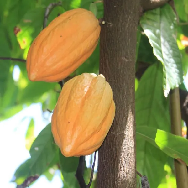 Cocoa_Chocolate_Fruit_Plant