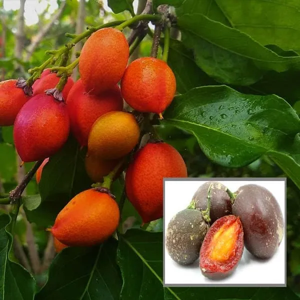 Peanut_Butter_Fruit_Plant
