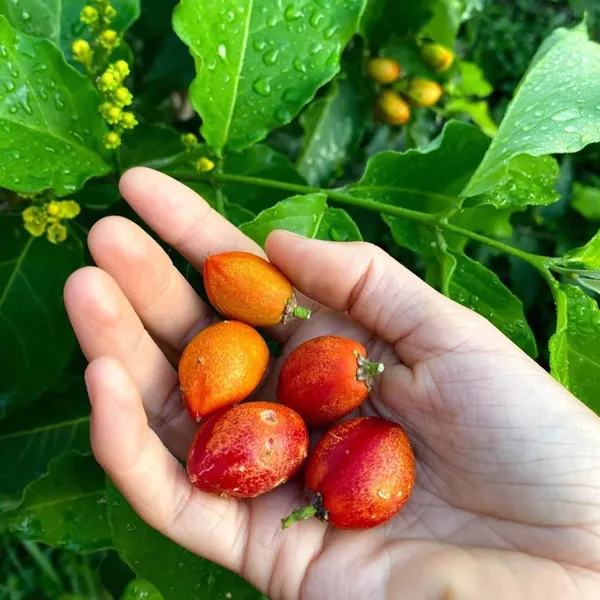 Peanut_Butter_Fruit_Plant