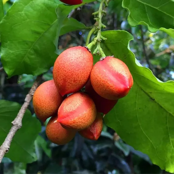 Peanut_Butter_Fruit_Plant