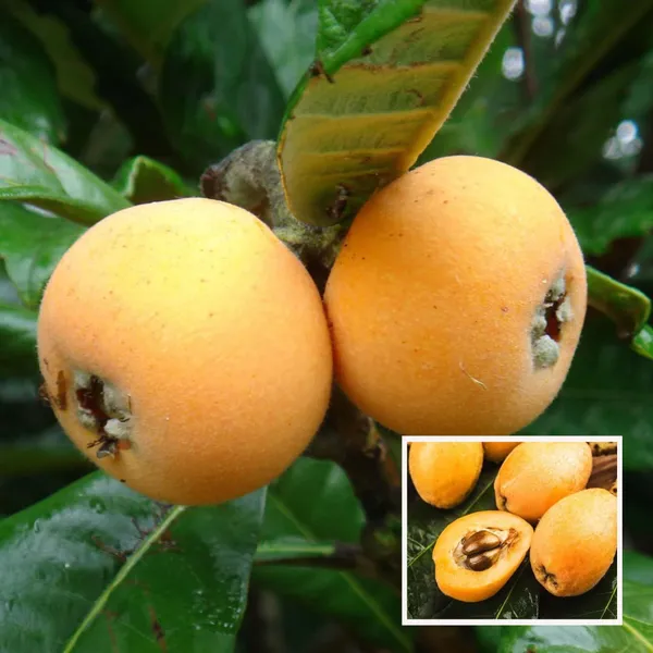 Loquat_Fruit_Plant