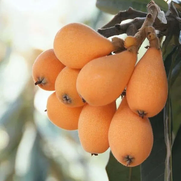 Loquat_Fruit_Plant