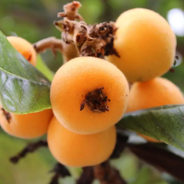 Loquat_Fruit_Plant