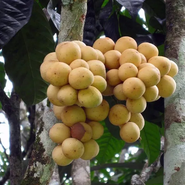 Lotkon_Kafai_Mooti_Fruit_Plant