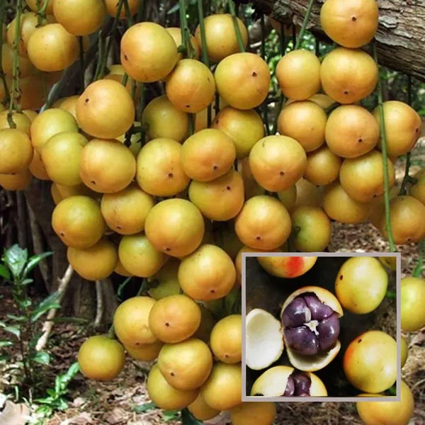 Lotkon_Kafai_Mooti_Fruit_Plant