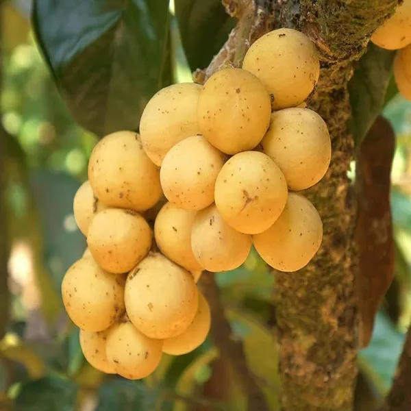 Lotkon_Kafai_Mooti_Fruit_Plant