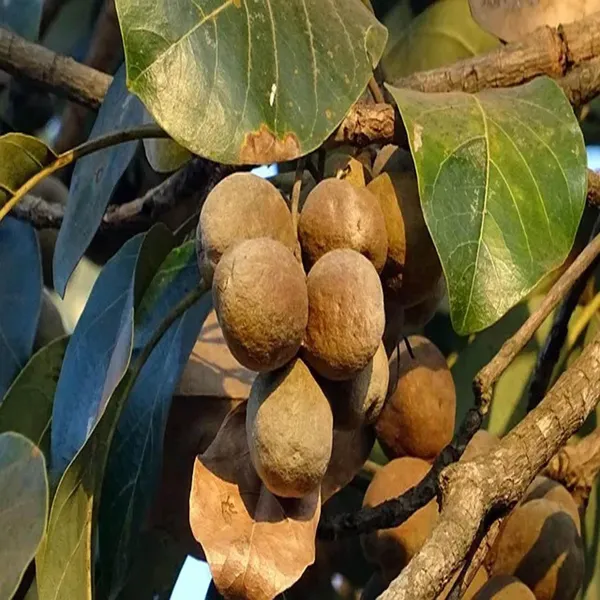 Boira_Bahira_Bibhitaki_Plant