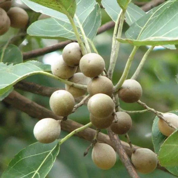 Boira_Bahira_Bibhitaki_Plant
