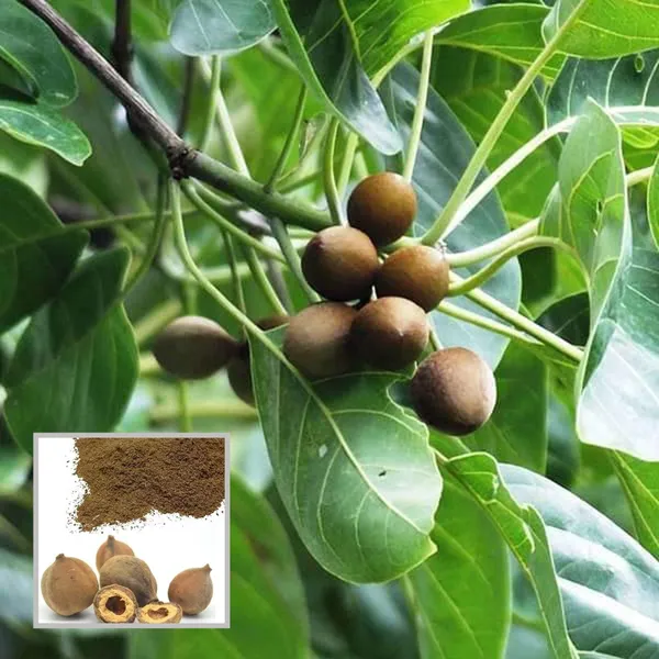 Boira_Bahira_Bibhitaki_Plant