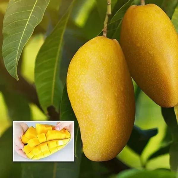 Langra_King_Of_Mango_Aam_Grafted_Fruit_Plant