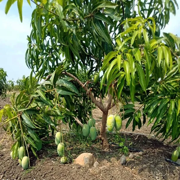 Langra_King_Of_Mango_Aam_Grafted_Fruit_Plant
